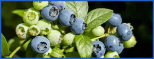 Bilberry